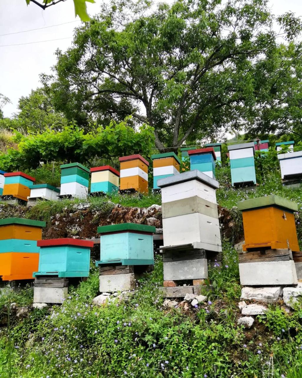 Camp Oaza,Lipa Hotel Cetinje Ngoại thất bức ảnh